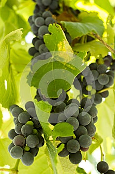 Black Gprape Vine Leaves