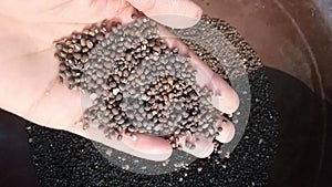 Black gram is one of the important pulses crop, grown throughout the country.
