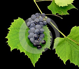 Black grape 1