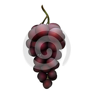 Black grape bunch isolated on white. Vector illustration of dark red grape.