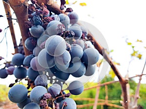 Black grape bunches Grenache variety in the foreground