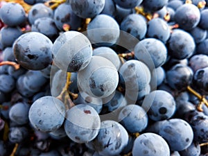 Black grape bunches Grenache variety in the foreground