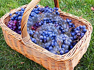 Black grape bunches of Grenache variety picked in wicker basket