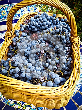 Black grape bunches of Grenache variety picked in wicker basket