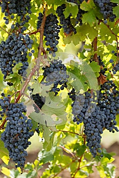 Black grape cabernet sauvignon