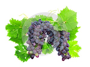 Black grape on cane vine with leafe. Isolated