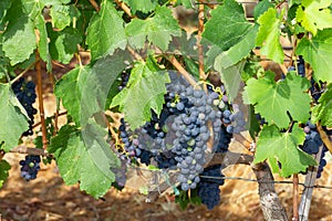 Black grape clusters, growing red vine grapes, vineyard