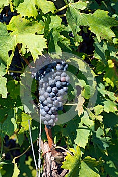 Black Grape Italy