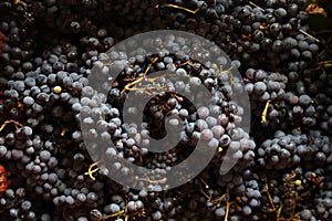 the black grape of the 2019 vintage in Campania - Italy photo
