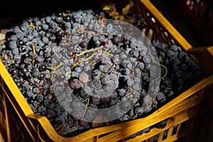 the black grape of the 2019 vintage in Campania - Italy photo