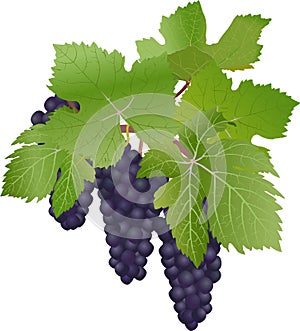 Black grapes