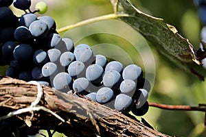 Ripe bunches of black grapes on autumn vineyard photo