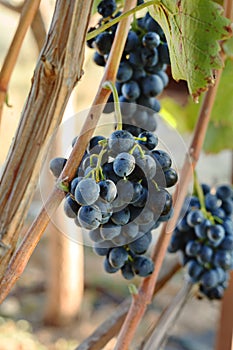 Black grapes bunches in grape harvesting time for food or wine making. Cabernet Franc, Sauvignon, Grenache grapes