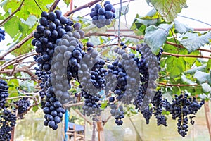 Black grapes in farm with blur background.