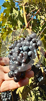 Black  grapes  in the hand from producer.
