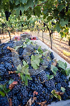 Black grapes harvest in farmer hand in Apulia, region, south Italy