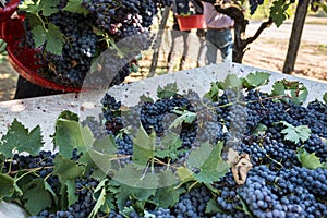 Black grapes harvest in farmer hand in Apulia, region, south Italy