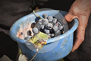 black grapes picked in a bucket 2