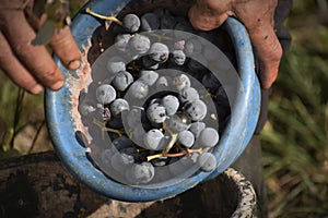 black grapes picked in a bucket 4
