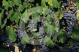 Black grapes for the production of Lambrusco wine, Modena, Italy