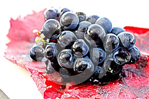 Black grapes on red grapeleaf