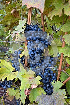 Black grapes from Romania photo