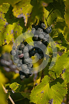 Black grapes vineyard