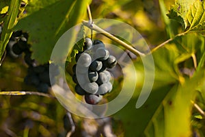 Black grapes vineyard