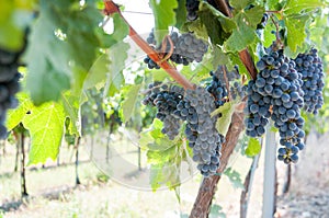 Black grapes vineyard