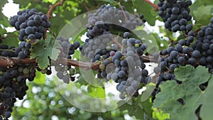 Black grapes, vineyard