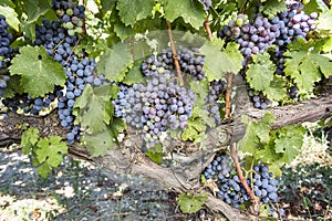 Black grapes, vineyard, agriculture