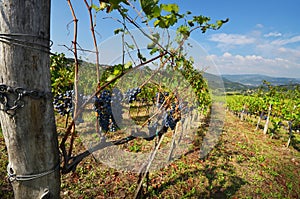 Black grapes in a Vineyards in Chianti