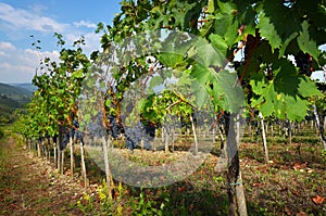 Black grapes in a Vineyards in Chianti