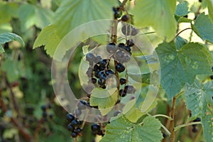 Black grappe on a vineyard