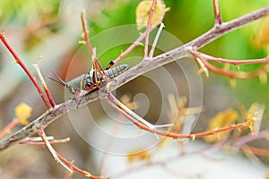 A black grass hopper on a plant