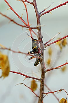 A black grass hopper on a plant