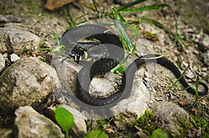 Black Grass Snake on rocks