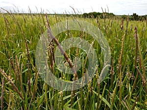 Black-grass or Twitch - Alopecurus myosuroides, Norfolk, England, UK