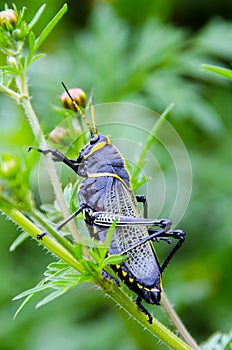 Black Grasshopper