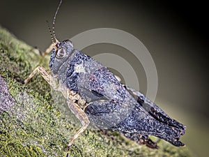 Black grasshopper (Celes variabilis)
