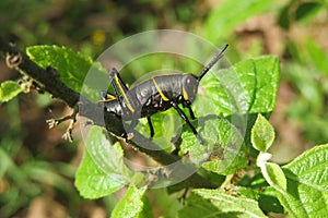 Black grasshopper on green plant, closeup
