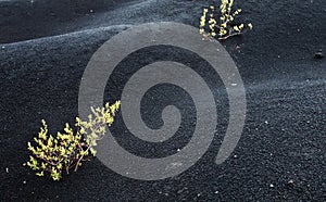 Black gravelly desert with areas of coarse sand