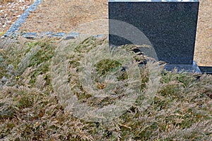 Black gravestone surrounded by evergreen thuja leaves.