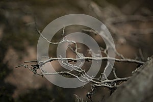 Black, gray abstract nature background texture of dry tree roots. Select focus.