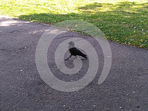 Black and gray bird important pacing on the road