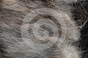 black gray dog hair for background, dog hair, fur coat background, wool