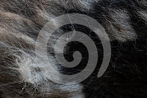 black gray dog hair for background, dog hair, fur coat background, wool