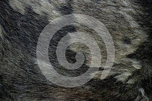 black gray dog hair for background, dog hair, fur coat background, wool