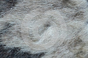 black gray dog hair for background, dog hair, fur coat background, wool