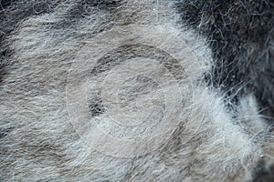 black gray dog hair for background, dog hair, fur coat background, wool